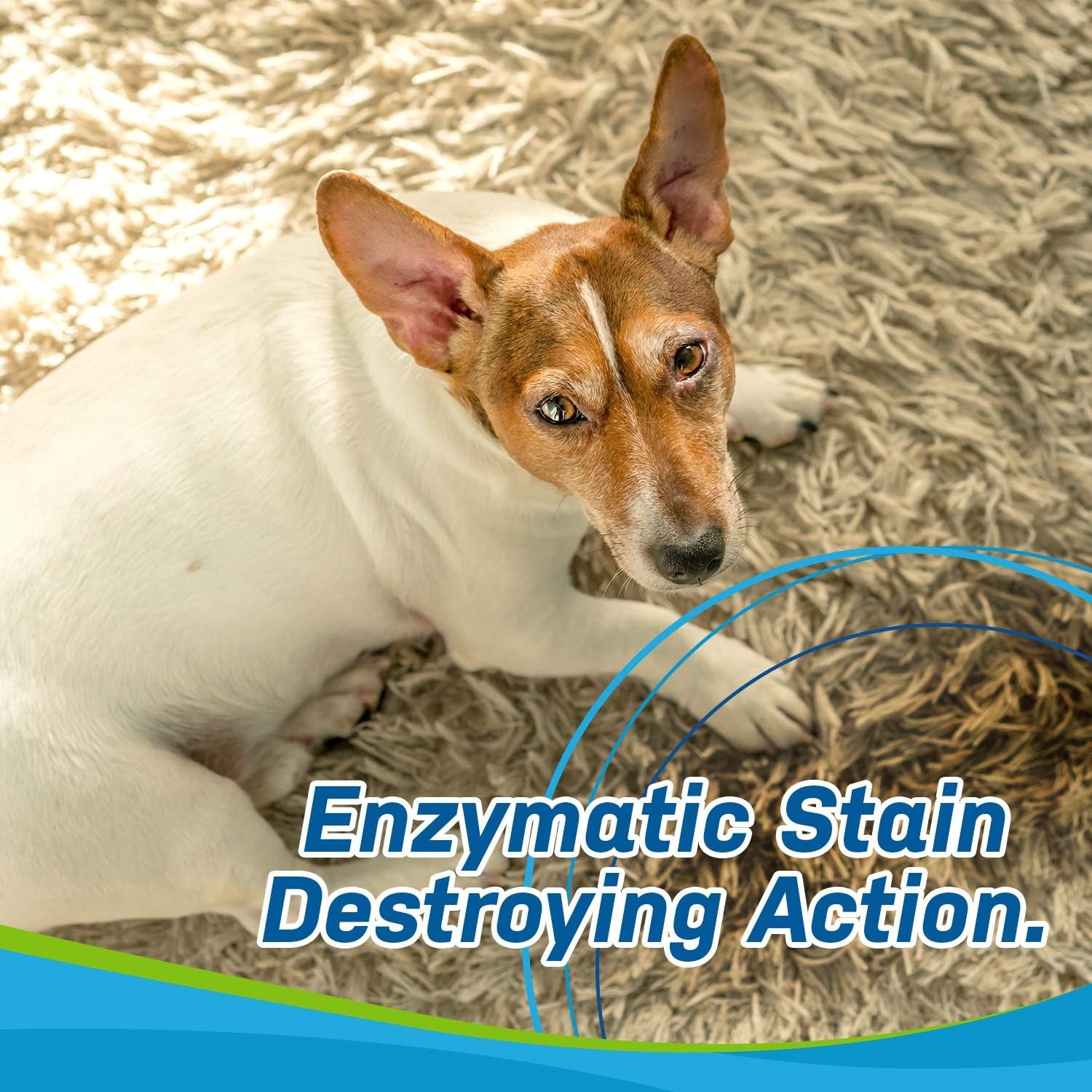 Dog Stain and Odor Eliminator Enzyme Cleaner | Removes Urine Smell in under 10 Seconds - Powerful Bioactive Solution for Carpet, Dog Beds, Furniture, Car Upholstery, Kennels (32Oz Spray)